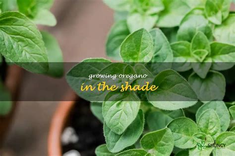 How To Thrive In The Shade Growing Oregano Shuncy