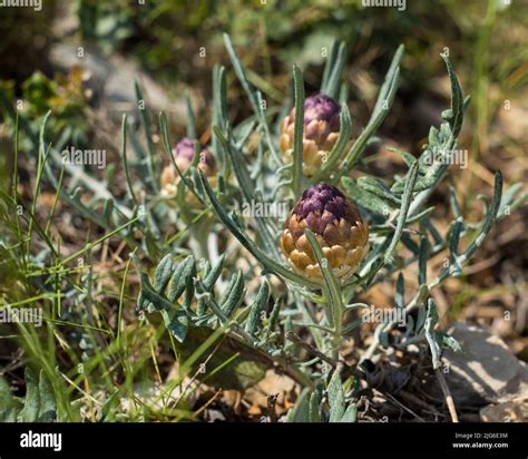 Leuzea Carthamoides Hi Res Stock Photography And Images Alamy