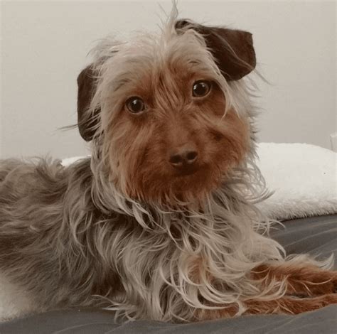 Dorkie Dachshund Yorkshire Terrier Mix Breed Information Guide