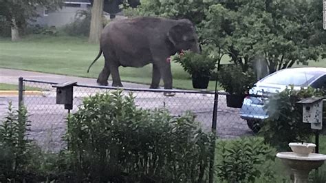 Escaped Elephant Takes A Leisurely Stroll Through Neighborhood Cnn