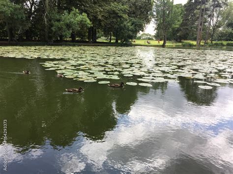 Lac De Gravelle Bois De Vincenne Paris France Stock Adobe Stock