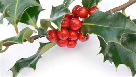 The Varieties of Holly Shrubs | Garden Guides