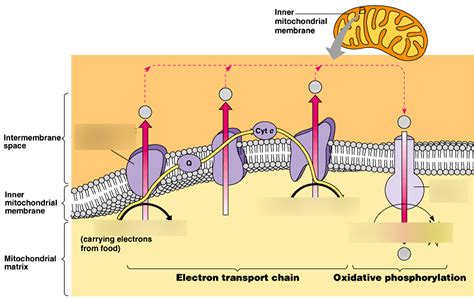 Electron Transport Chain Diagram Diagram Quizlet