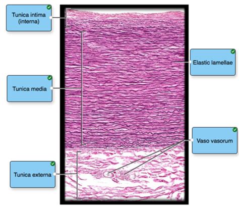 Cardiovascular The Blood Vessels Flashcards Quizlet