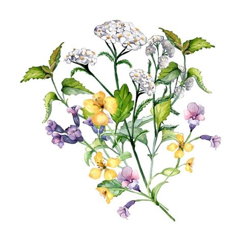 Buqu De Ilustra O Em Aquarela De Ervas De Plantas Medicinais