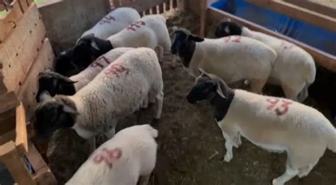 Ovelhas Lindas Ovelhas Para Venda Dorper PO Animais Para