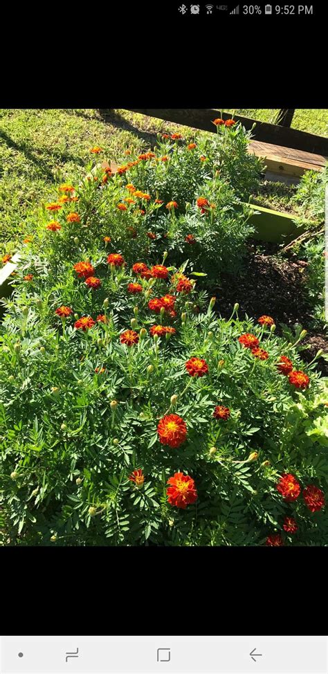 Marigolds Landscape Farmland Outdoor