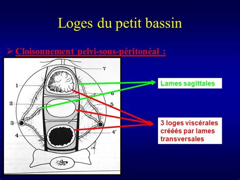 Espace Pelvi Rectal Sup Rieur Ue Sp Petit Bassin Tutorat