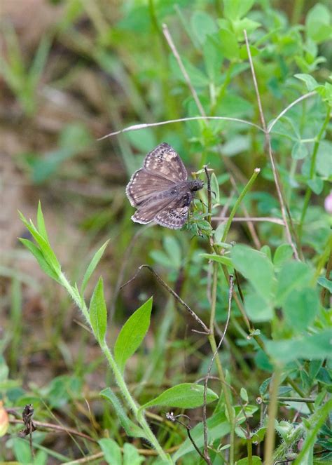 Horace S Duskywing From Stark County Oh Usa On August At