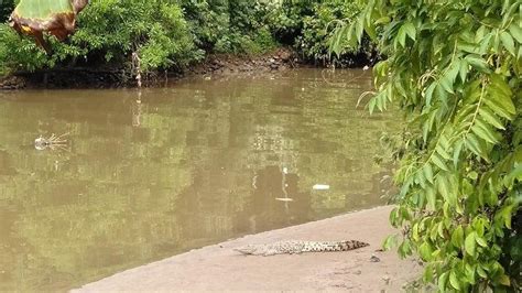 Tim Sar Bantu Pencarian Bocah Perempuan Tahun Yang Diterkam Buaya Di