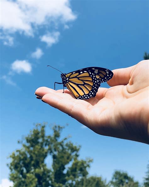 Freedom Monarch Butterfly Free Photo On Pixabay Pixabay