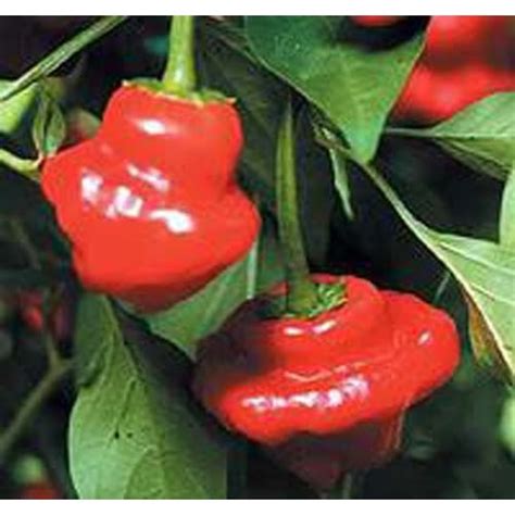 Pepper Hot Jamaican Red Great Heirloom Vegetable 100 Seeds