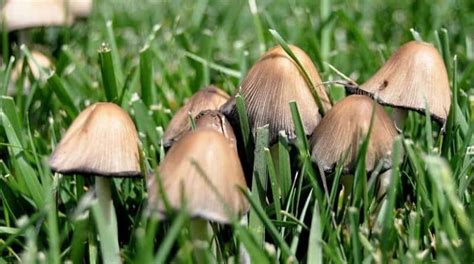 Mushrooms In The Lawn How To Remove Them And Prevent Them Growing Back