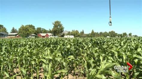 Taber corn producers prepare to hit Alberta stands | Watch News Videos ...