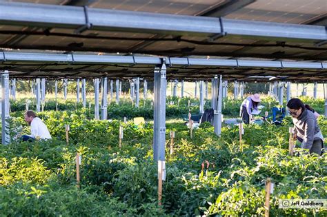 Agrovoltaicos Modelo Sustent Vel Para O Futuro Canal Solar