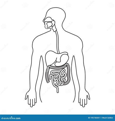 Human Gastrointestinal Tract Or Digestive System Line Art Icon For Apps