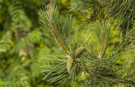 Sosna czarna Pinus nigra opis sadzenie uprawa pielęgnacja odmiany