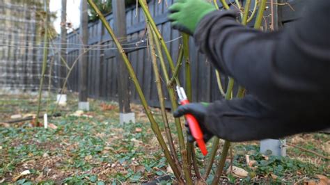 Pruning Blackberries: Spring, Summer, Fall & Winter