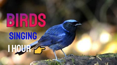 Birds Singing 1 Hour Amazing Birds Singing Youtube