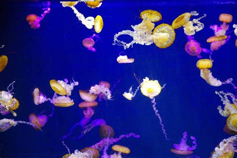 新江ノ島水族館 ナイトアクアリウム_055 | Flickr - Photo Sharing!
