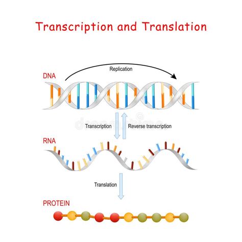 Transcription And Translation Animation