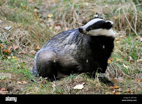 European Badger Meles Meles Sitting In Meadow England UK Stock