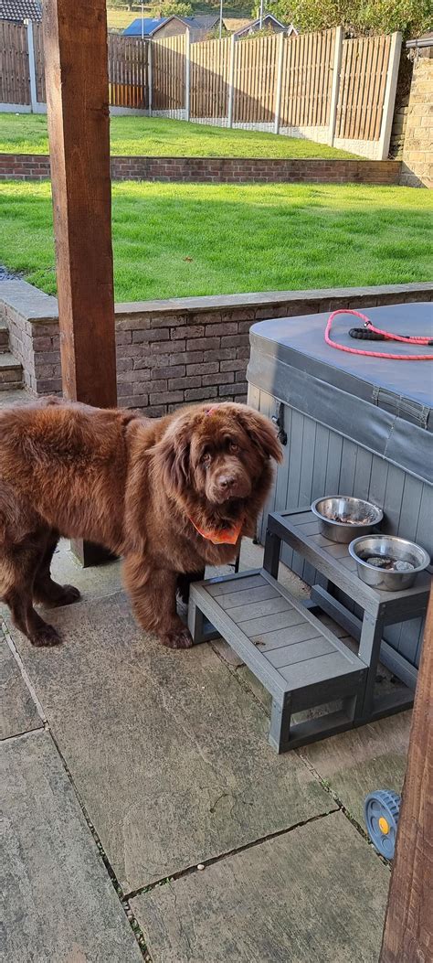 All groomed now! : r/Newfoundlander