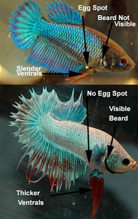 How To Determine The Gender Of A Betta Fish Betta Gender And Betta Fish