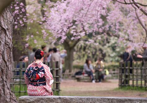 This Beautiful Cherry Blossom Festival Will Light Up Your Life ...