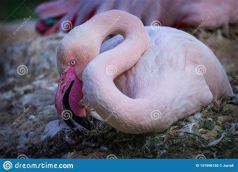 Pink Flamingo Portrait Stock Photo Image Of Tropic