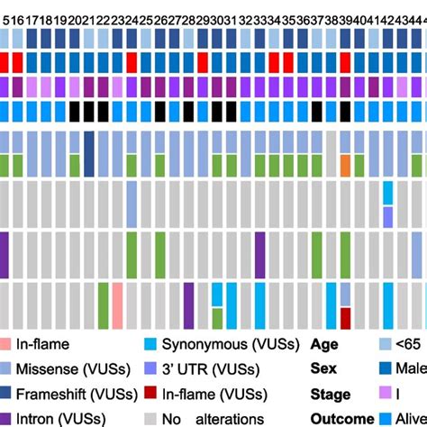 Of Four Genomic Mutations Of 55 Patients With Pulmonary Pleomorphic Download Scientific Diagram