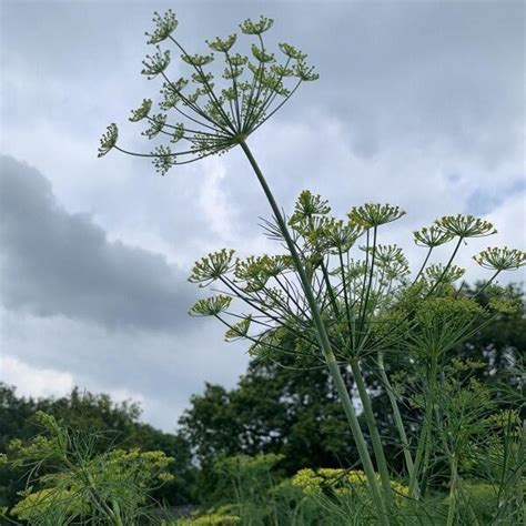 ANETHUM GRAVEOLENS DILLE Bloem En Oogst