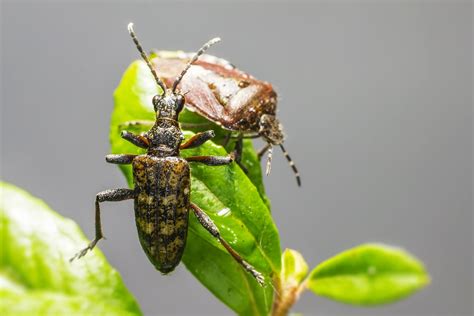 Black-Spotted Longhorn Beetle - Free photo on Pixabay