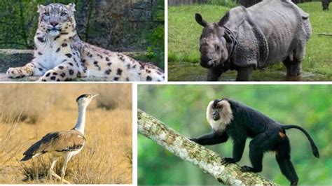 Endangered Wonders Seven Species In India To See Before Theyre Gone