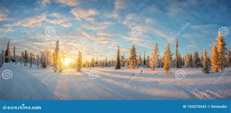 Paisagem Nevado No Por Do Sol Rvores Congeladas No Inverno Em