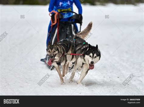 Husky Sled Dog Racing Image & Photo (Free Trial) | Bigstock