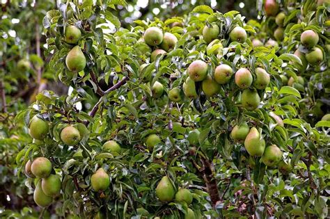 Growing Organic Pears From Seed Cuttings Agri Farming