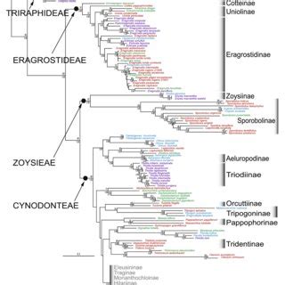 Phylogram Of Best Maximum Likelihood Tree From Analysis Of Nuclear Its