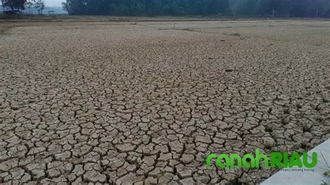 Tanah Kering Kerontang, Petani di Kuansing Kesulitan Menanam Padi