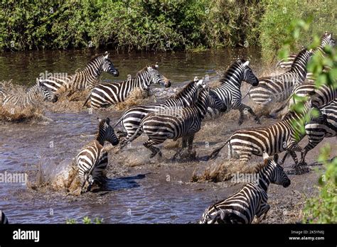 A Dazzle Of Zebras Crossing A River For Migration At The Tanzania