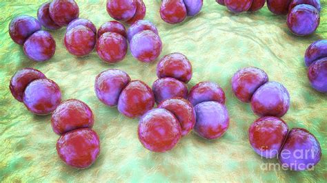 Streptococcus Pneumoniae Bacteria Photograph By Kateryna Kon Science