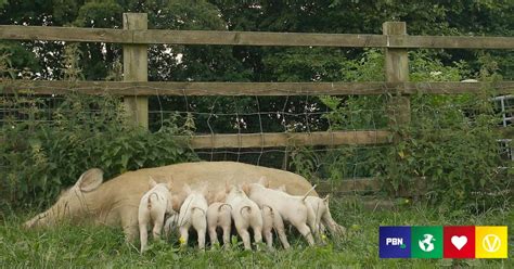 It’s Rare That Farmed Pigs Get ‘Happily Ever Afters’ - But This Family Of 11 Did