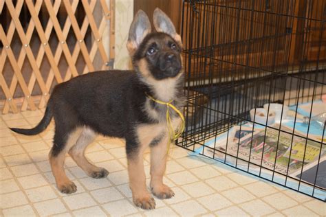 9 Week Old German Shepherd Common Information And Pictures