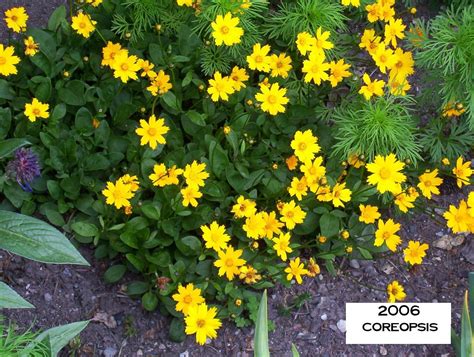 Coreopsis | Plants, Garden, Flowers