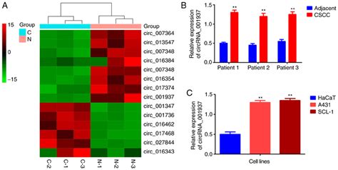 Circrna Was Upregulated In Cscc N A Cluster Heat Map Of