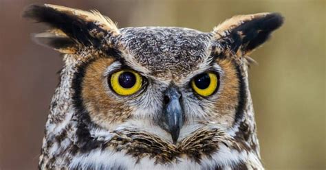 Great Horned Owl Symbolism Witchcraft The Crystal Apothecary Co