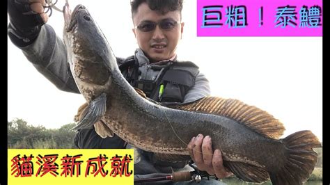 充滿驚奇的貓羅溪 巨物捕獲台灣路亞溪釣泰國鱧雷魚曲腰 201901 Youtube