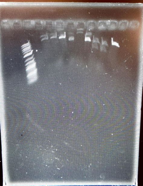 restriction digest rlabrats