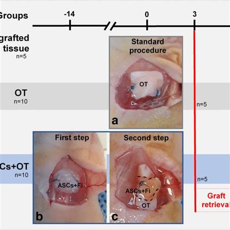 Experimental Design Ovarian Tissue From 5 Patients Was Distributed