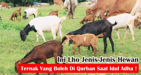 Ini Lho Jenis Jenis Hewan Ternak Yang Boleh Di Qurban Saat Idul Adha